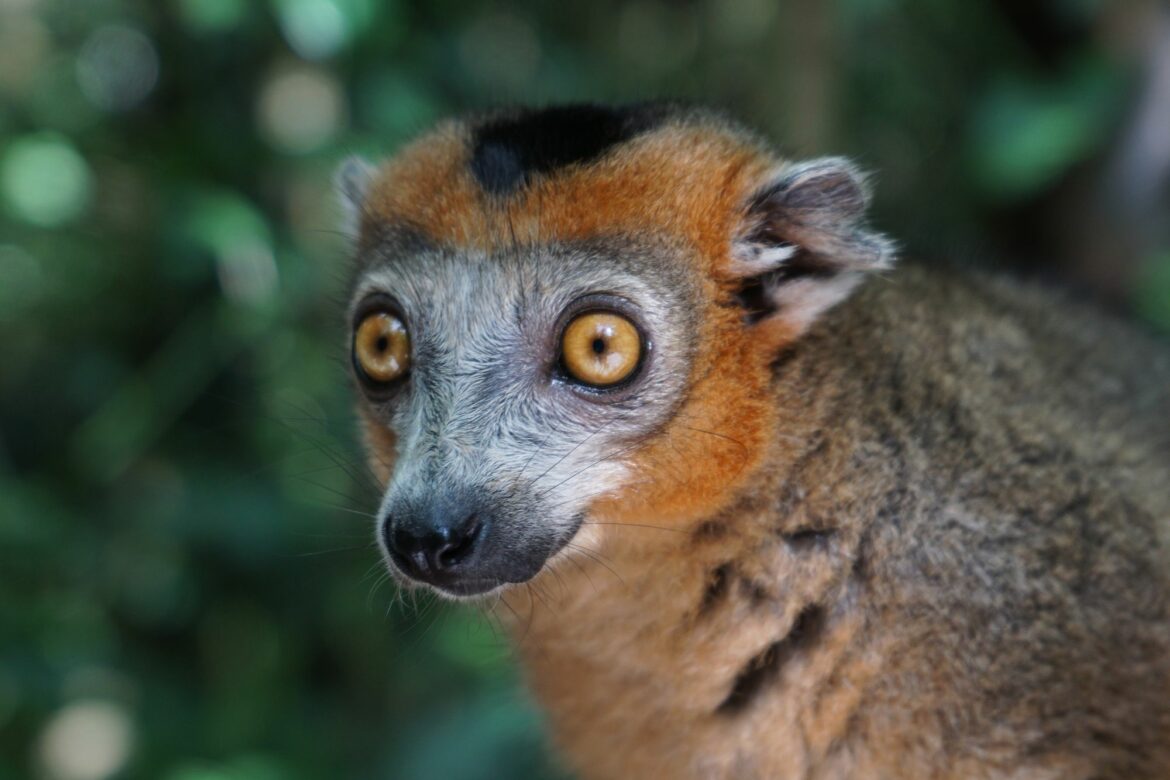 Budget Voyage Madagascar : Coûts Essentiels à Connaitre
